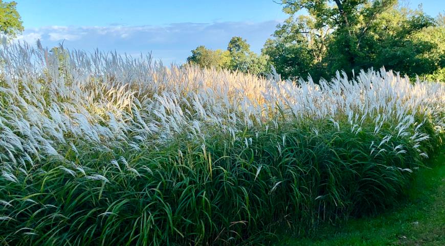 Мискантус пурпурный (Miscanthus Purpurascens)