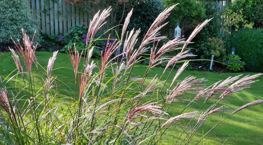 Мискантус китайский (Miscanthus sinensis) Red Chief (Фото: Roy Hinchliffe / Shutterstock.com)