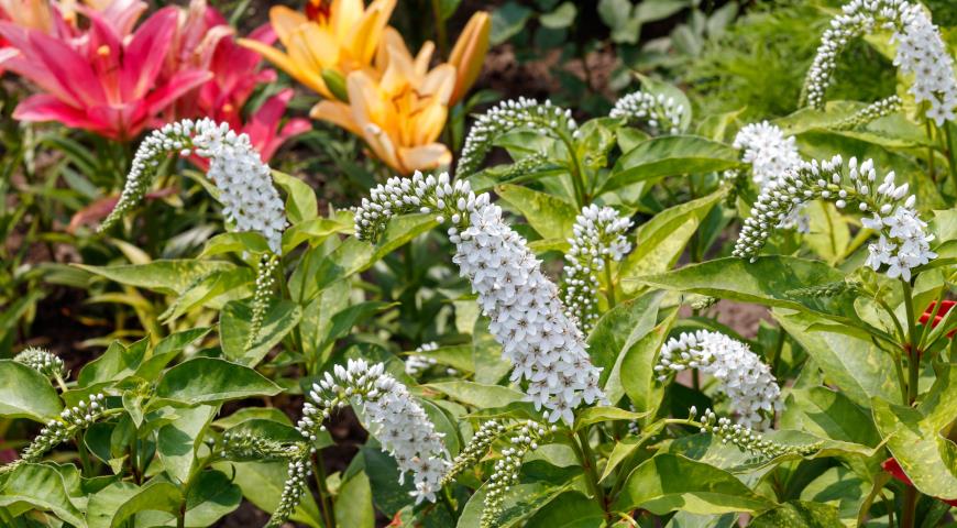 Вербейник клетровидный (Lysimachia clethroides)