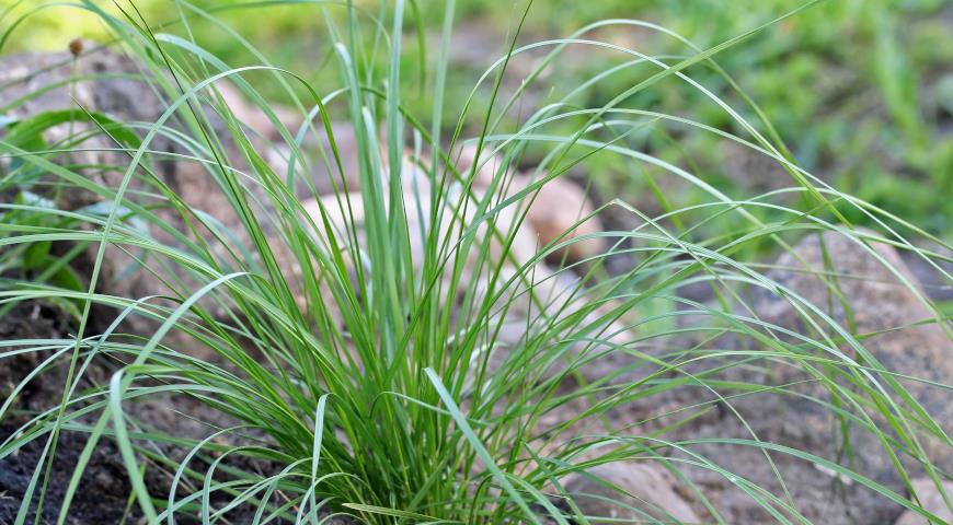 Щучка дернистая (Deschampsia cespitosa)