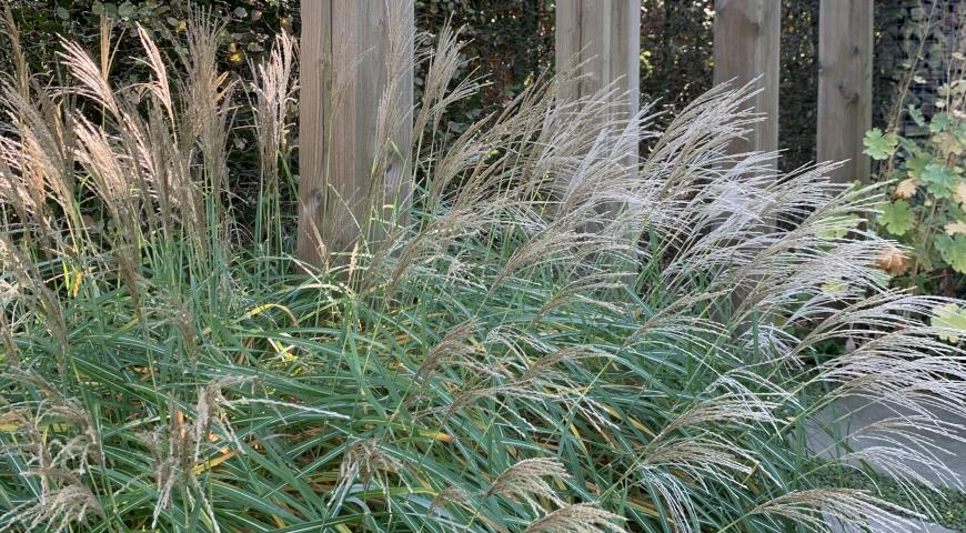 Мискантус китайский (Miscanthus sinensis) Kleine Silberspinne (Фото: Alonia / Shutterstock.com)