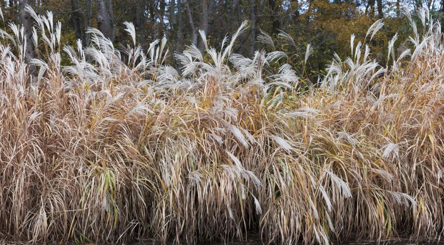 Мискантус сахароцветковый (Miscanthus sacchariflorus)