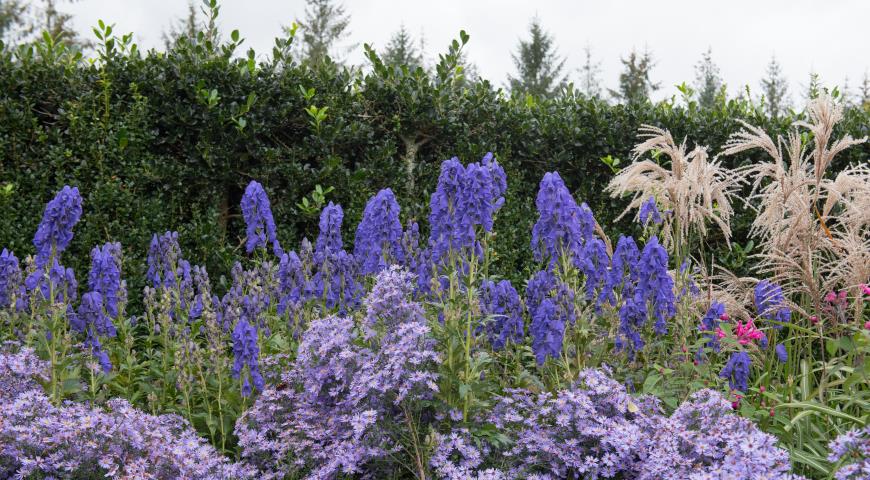 Аконит Кармихеля Арендси (Aconitum carmichaelii) Arendsii, астра вересковая (Symphyotrichum ericoides) Blue Star и мискантус