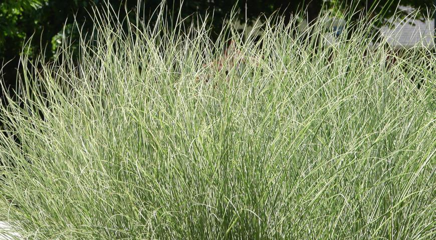 Мискантус китайский (Miscanthus sinensis) Morning Light