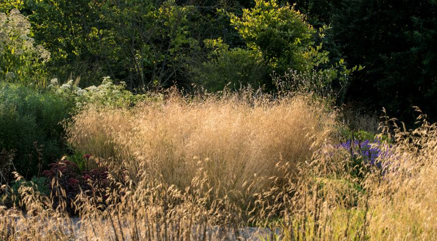 Щучка, луговик дернистый (Deschampsia cespitosa) Goldtau