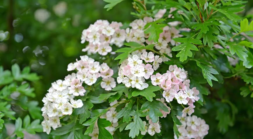 Боярышник однопестичный (Crataegus monogyna)