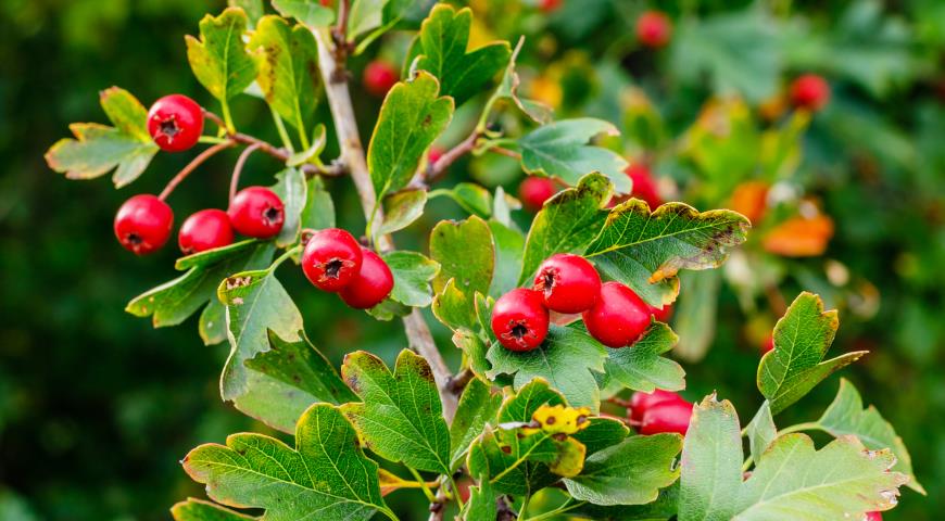 Боярышник однопестичный (Crataegus monogyna)