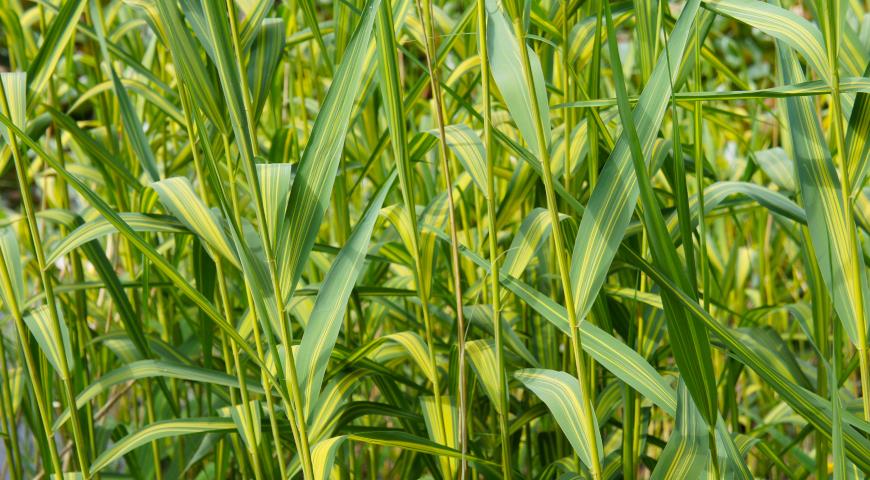 Тростник южный (Phragmites australis) Variegata 