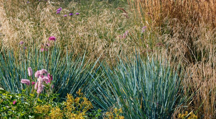 Колосняк песчаный, или Элимус песчаный, Леймус, Волоснец (Leymus arenarius, Elymus arenarius)