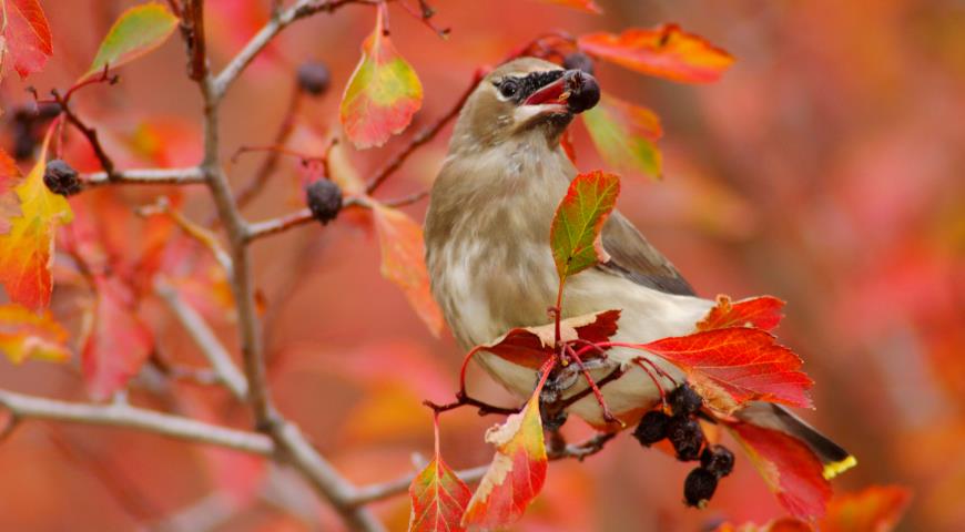 Боярышник Дугласа, или ,боярышник черный (Crataegus douglasii)