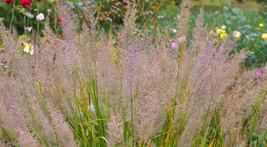  Вейник коротковолосистый (Calamagrostis brachytricha)