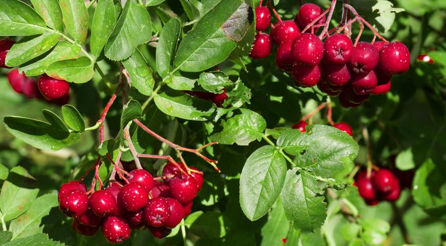 Рябина гранатная (Crataegosorbus miczurinii)