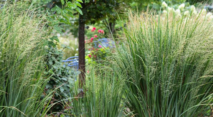 Просо прутьевидное (Panicum virgatum)