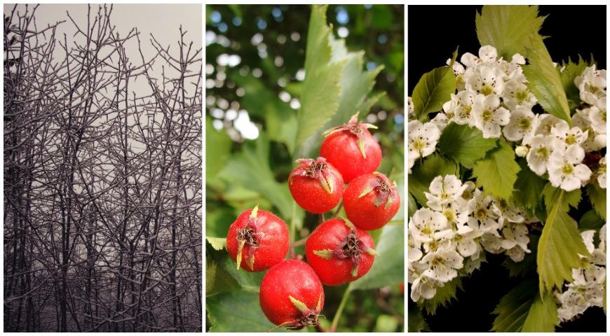 Боярышник вееровидный  (Crataegus flabellata)