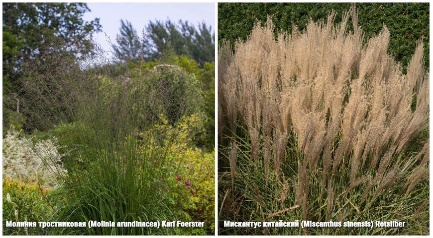 Молиния тростниковая (Molinia arundinacea) Karl Foerster; Мискантус китайский (Miscanthus sinensis) Rotsilber