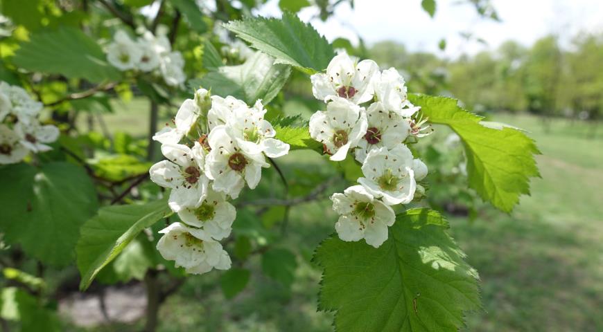 Боярышник мягковатый, полумягкий (Crataegus submollis)