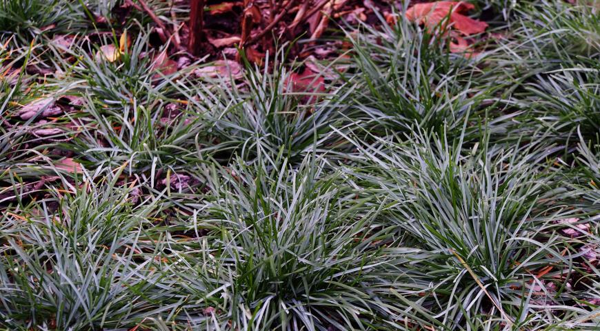 Сеслерия голубая (Sesleria caerulea)