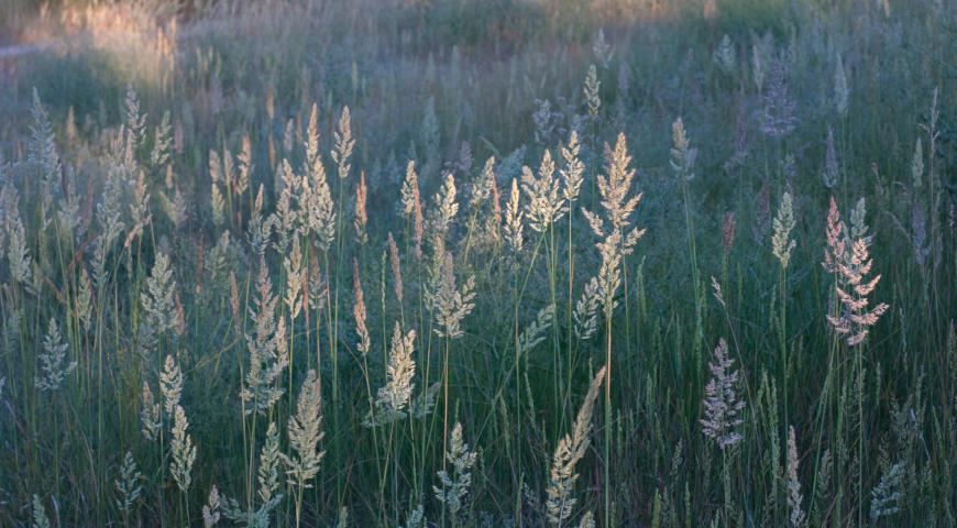 Тонконог гребенчатый (Koeleria cristata)