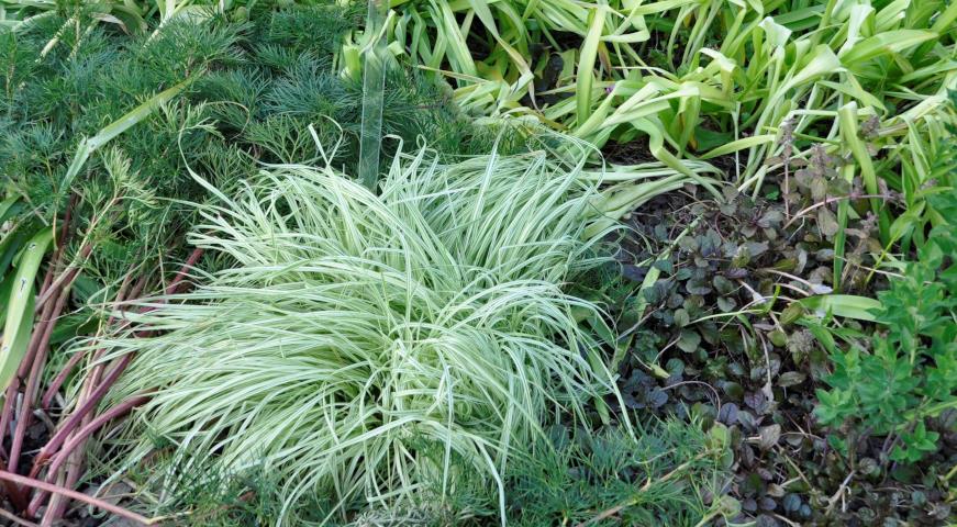 Молиния голубая (Molinia caerulea) Variegata