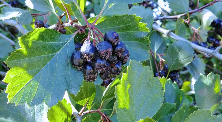 Боярышник Дугласа, или ,боярышник черный (Crataegus douglasii)