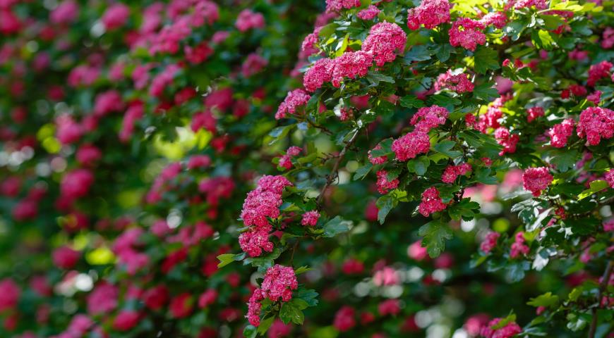 Боярышник однопестичный (Crataegus monogyna) красная махровая форма (f. rubra plena)