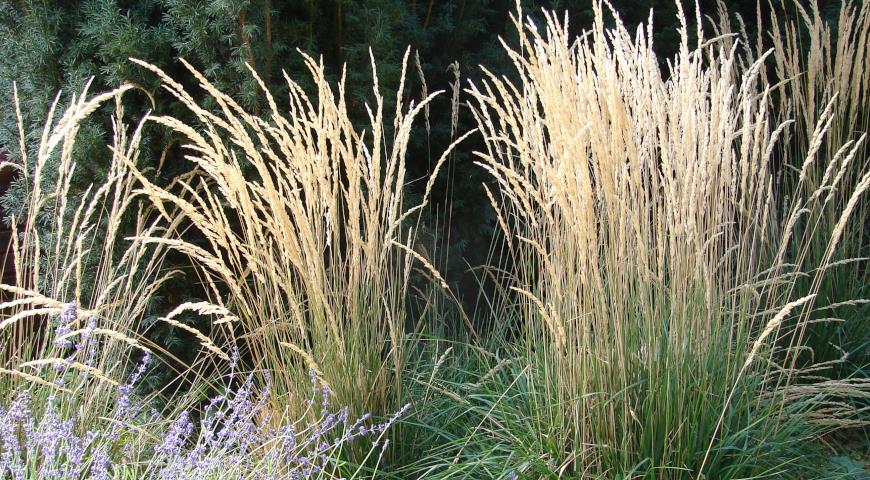 Вейник остроцветковый (Calamagrostis acutiflora) Karl Foerster