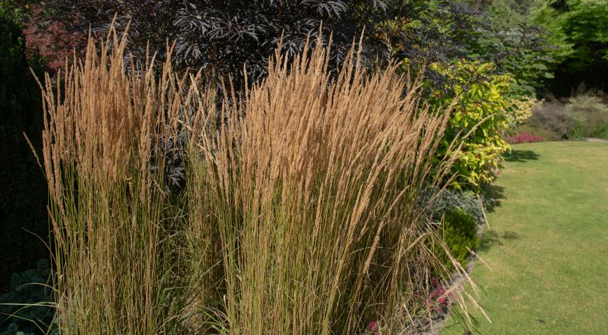 Вейник остроцветковый (Calamagrostis acutiflora) Overdam