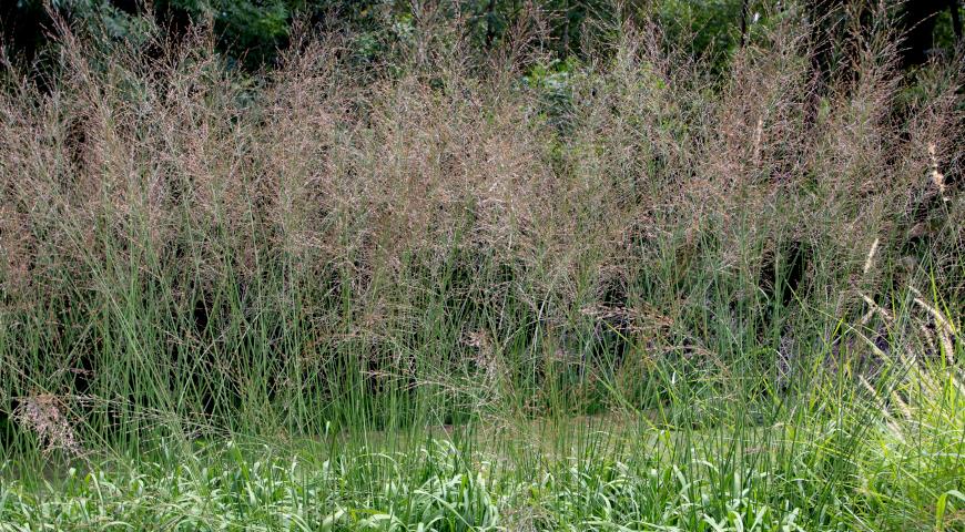 Молиния тростниковая  (Molinia arundinacea) Transparent