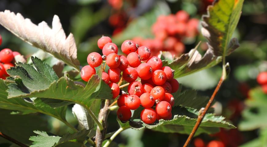 Боярышник мягковатый, полумягкий (Crataegus submollis)