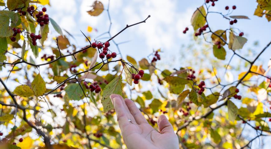 Боярышник крупнопыльниковый, или крупноколючковый (Crataegus macracantha)