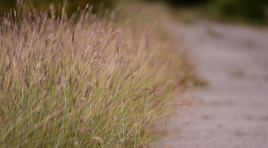 Бородач Жерара (Andropogon gerardii)