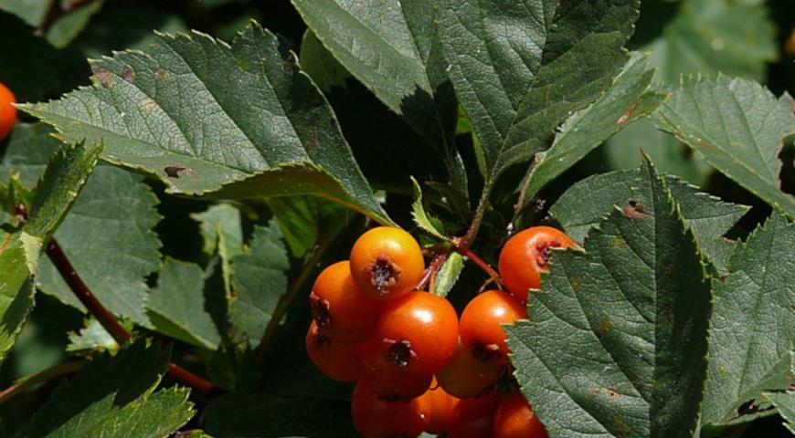 Боярышник алтайский (Crataegus korolkowii)