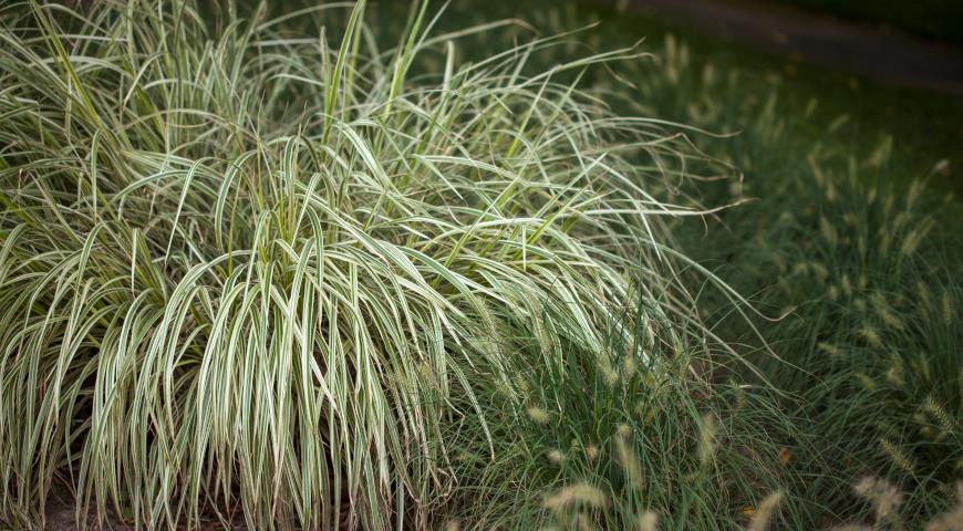 Осока коническая (Carex conica) Snowline