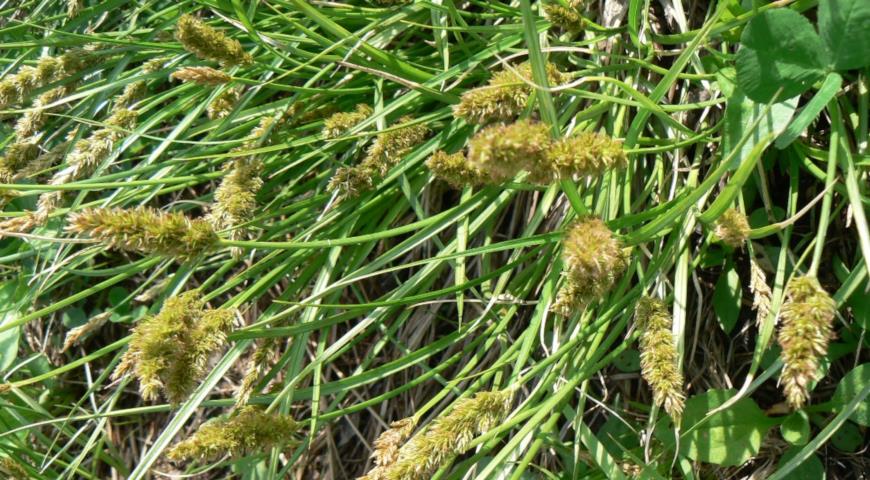 Осока гладкая (Carex laevissima)