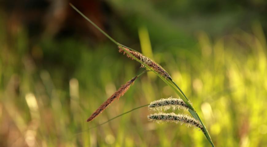 Осока береговая (Carex riparia)