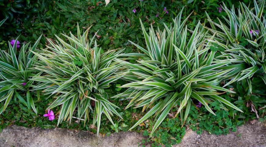 Осока ржавопятнистая (Carex siderosticha) Variegata