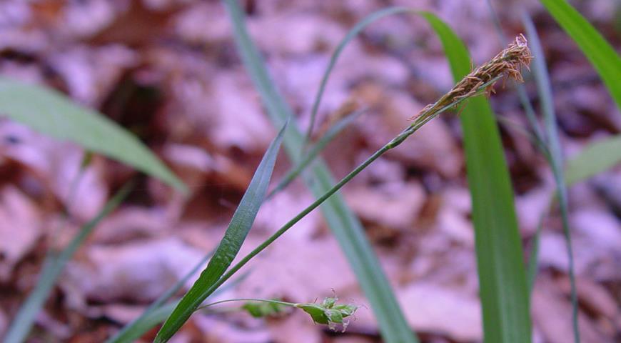 Осока пальчиковая (Carex digitalis)