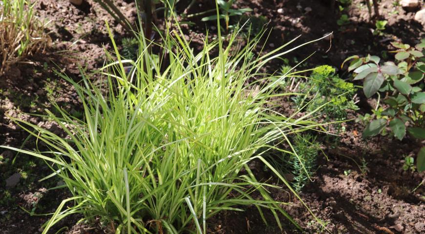 Осока мускингуменская (Carex muskingumensis) Variegata