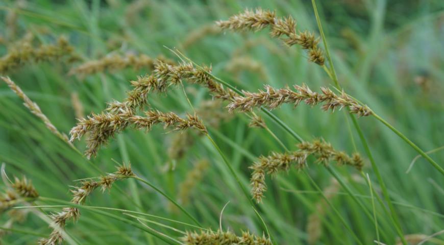 Осока лисья (Carex vulpinoidea)