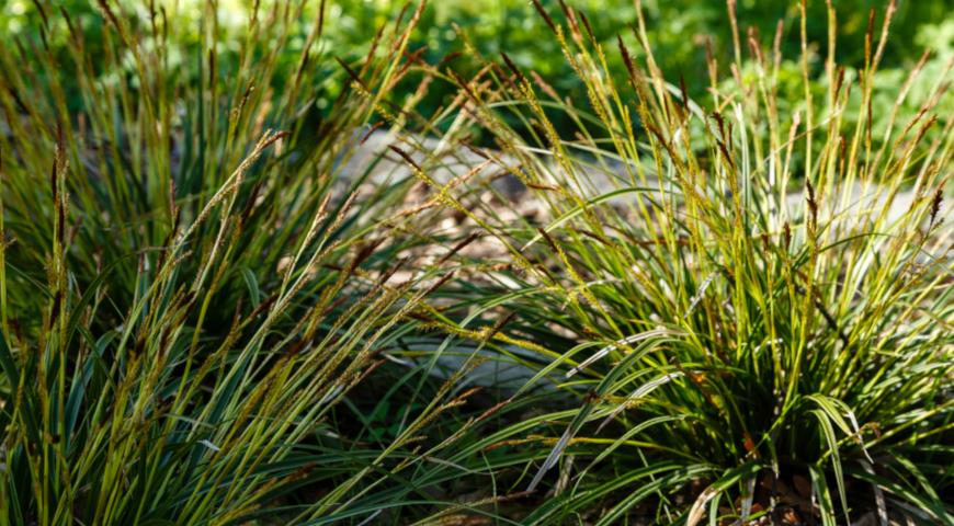 Осока моравская (Carex morrowii)