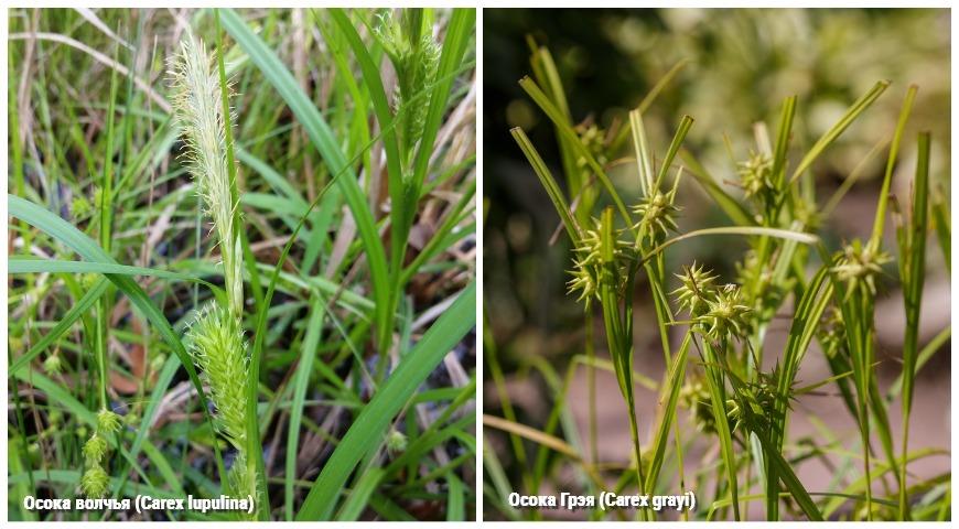 Осока волчья (Carex lupulina), Осока Грэя (Carex grayi)