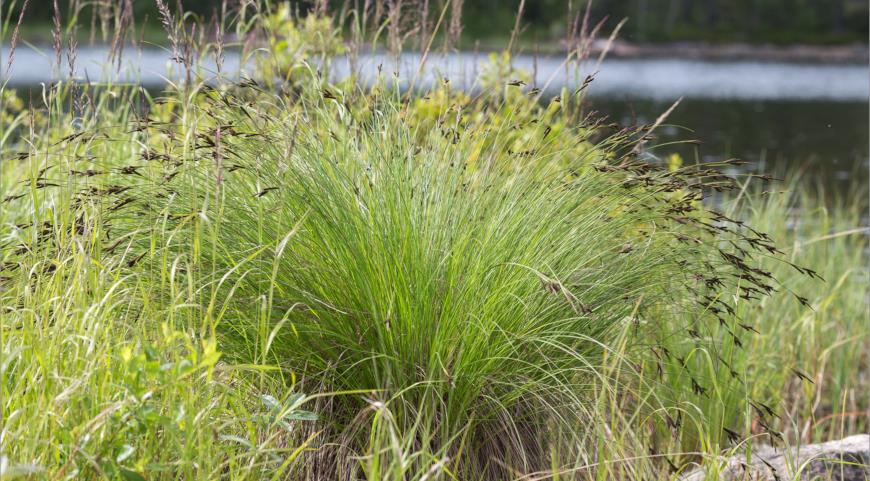 Осока ситничковая (Carex juncella)