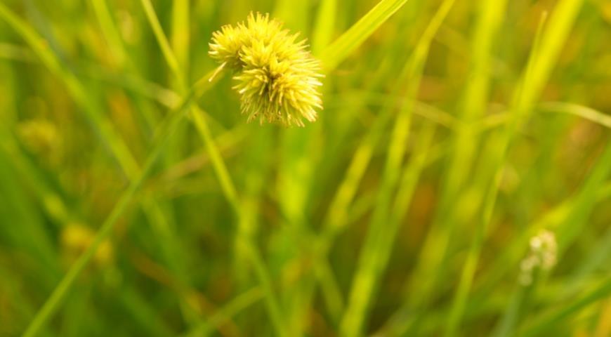 Осока хохлатая (Carex cristatella)