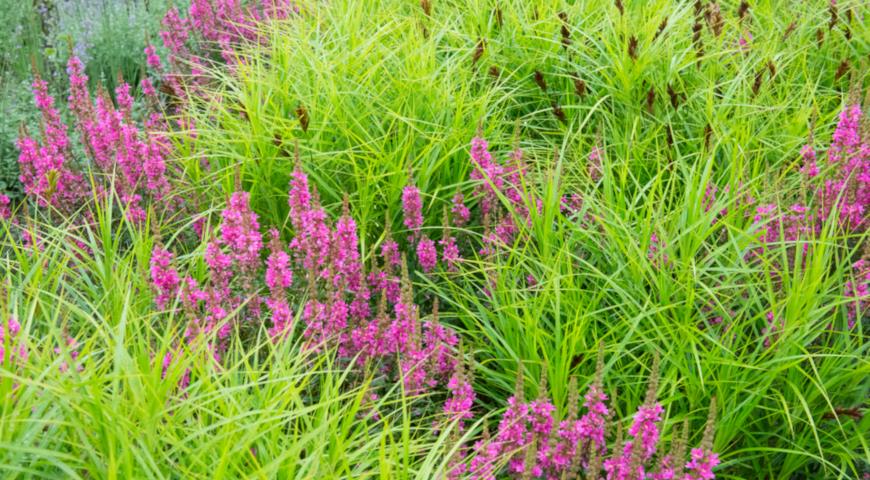 Дербенник иволистный и осока мускингуменская (Carex muskingumensis)