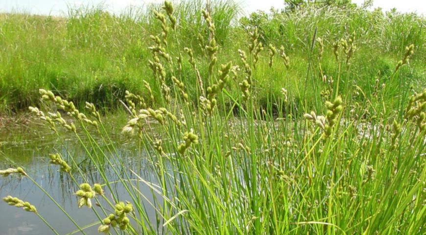 Осока метельчатая (Carex scoparia)