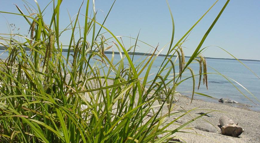 Осока пышная (Carex crinita)