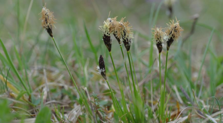 Осока горная (Carex montana)