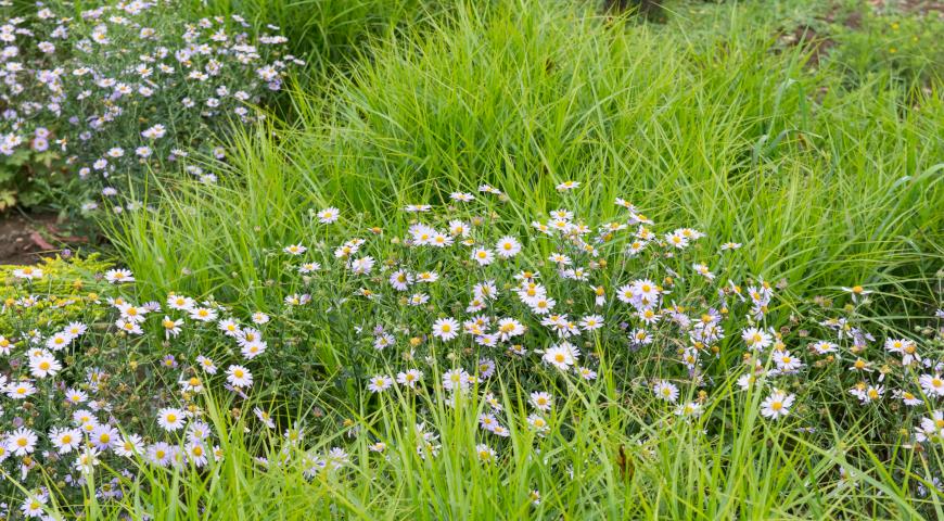 Калимерис надрезанный (Kalimeris incisa) и осока мускингуменская (Carex muskingumensis)