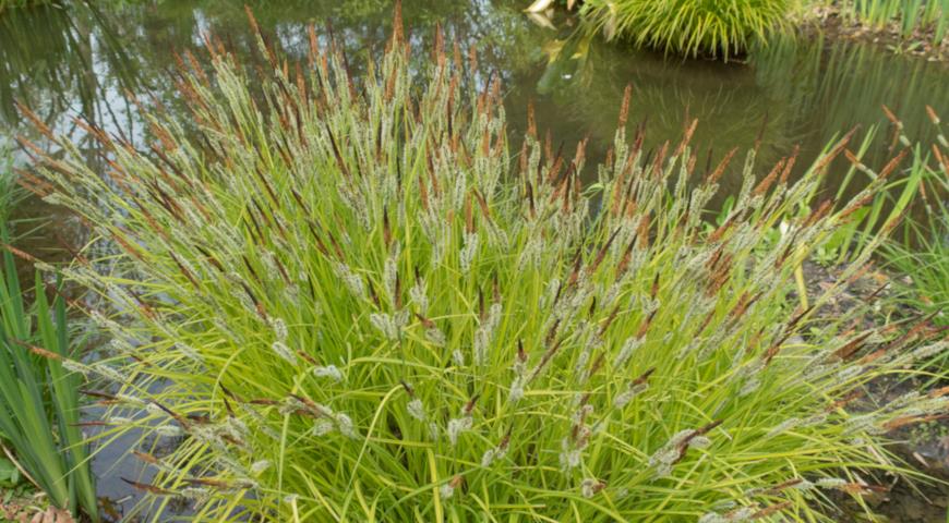 Осока высокая (Carex elata) Aurea