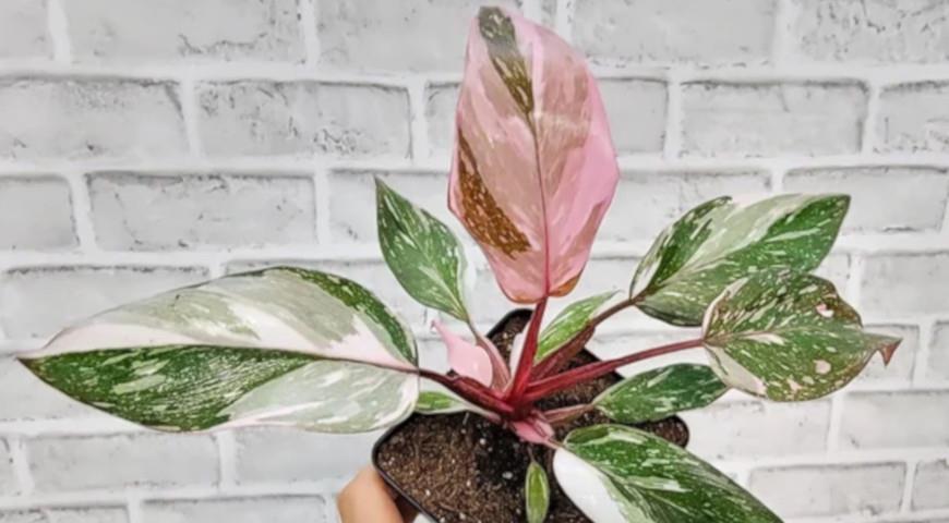 Филодендрон Мраморная розовая принцесса, Philodendron Pink Princess Marble